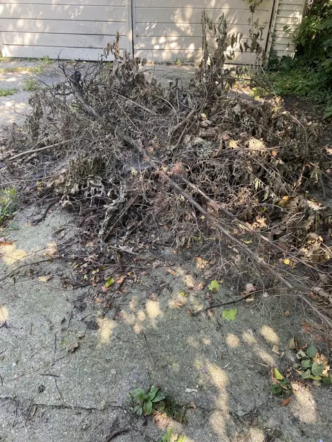 Brush and limbs cleared