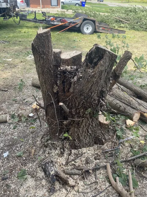 Tree cut down to the stump